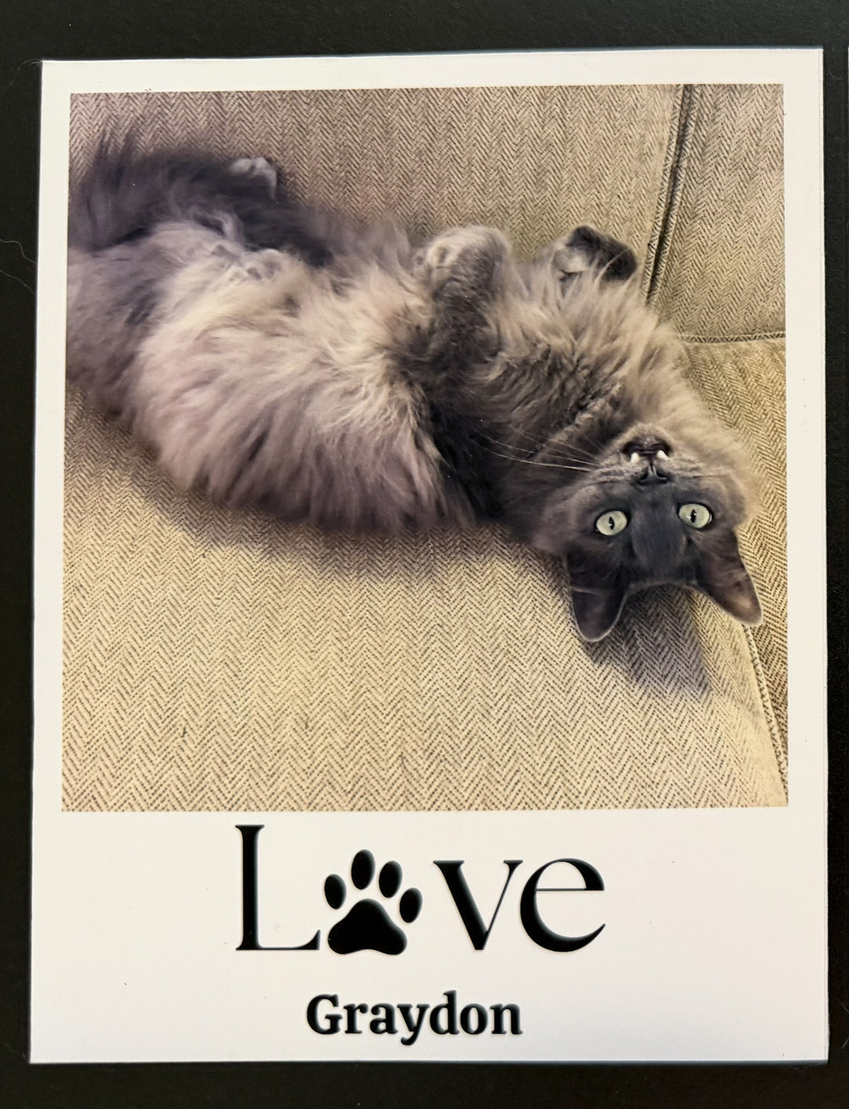 photo of a cat laying on the couch (can be any pet) with the black text 'I love Graydon (your pet's name), with a paw print in the place of the 'O' in love, with a white background/frame. 